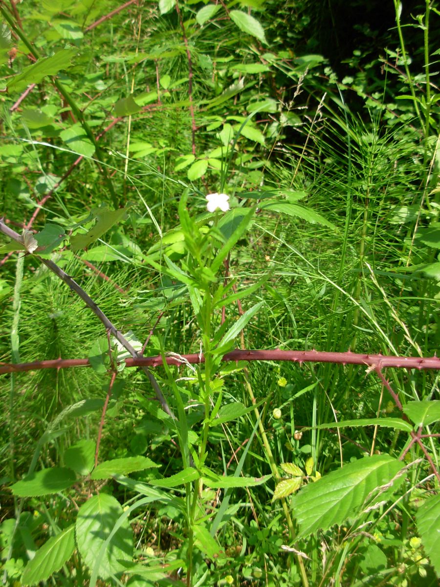 Epilobium tetragonum ssp. tetragonum/Garofanino quadrellato
